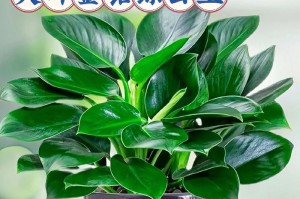 植物大金钻养护全攻略（打造绿意盎然的家居花园，一起来养大金钻吧！）