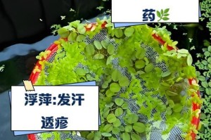 以水浮萍怎么养？（探索水生植物养殖的技巧与方法）