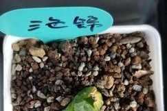 如何正确养护万象夏天植物（打造绿意盎然的夏日花园）