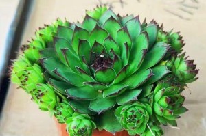 探秘肉肉植物莲的养殖方法（打造美丽花园，从莲开始）