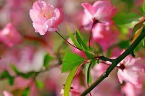 番茄的生长特点及光照需求（揭秘番茄喜阴还是喜阳）
