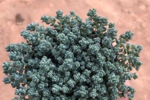 《以炬星美人多肉怎么养，打造迷人的多肉花园》（多肉植物养护技巧，掌握关键养殖要点）