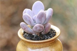 多肉植物桃美人养护指南（打造精致多肉园，轻松养护桃美人）