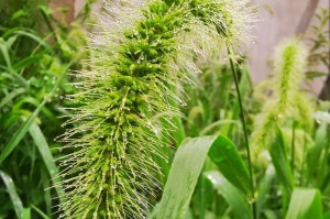 小米草（用画笔描绘小米草的美丽与力量）