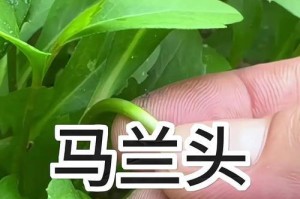 马兰头种植的全程指南（从选种到收获，教你如何成功种植马兰头）
