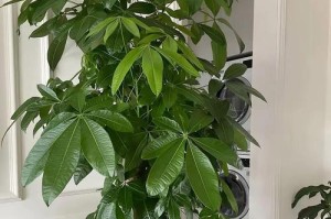 打造长寿发财树，让家中绿意永驻（发财树养护指南，让您的植物活得更久）