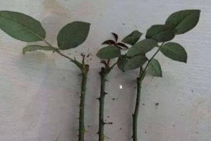 早春玫瑰花的养护秘籍（打造绚丽早春花园，轻松养护早春玫瑰花）
