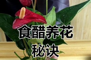红掌叶子为什么突然变黄了？（分析红掌叶子变黄的原因及解决方法）