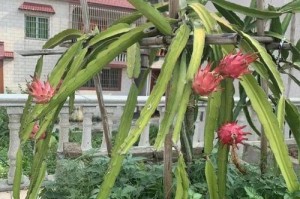 如何种植刚种的火龙果？（刚种火龙果的浇水技巧和注意事项）