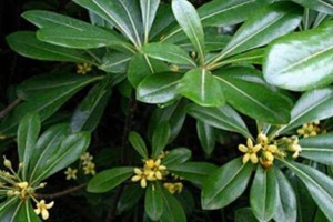 鹅掌红养殖指南（科学方法帮助您成功养殖鹅掌红）