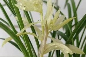 春兰奇花的养护技巧（探秘春兰奇花的养殖之道）