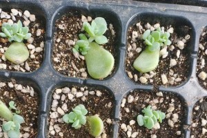 海豹多肉叶插发芽全攻略（如何让海豹多肉叶插快速发芽？——分享15个小技巧）