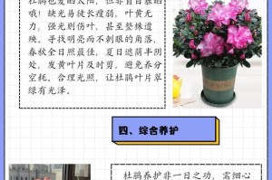 怎样救活一朵枯萎的杜鹃花（从根部到浇水，关键是及时抢救）