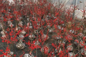 家中种植冬青树风水好吗？（探寻冬青树在家居风水中的作用和意义）