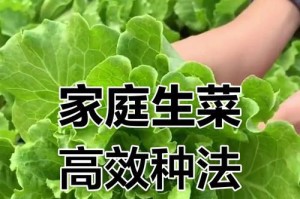 秋天生菜种植的技巧（以秋天生菜为主题的种植方法与注意事项）