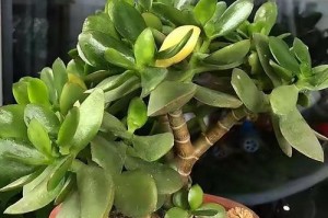 佛珠喜阴还是喜阳？——揭开佛珠的养护之谜（探寻佛珠的阴阳性质，如何正确养护？）