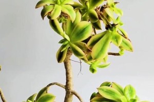 圆叶法师冬季养护全攻略（从温度控制到水分管理，打造健康茁壮的圆叶法师）