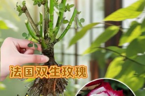 盆栽中养玫瑰花的技巧与方法（打造美丽花园）