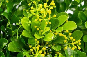 米兰，植物王国的殿堂（深入探究米兰，这个以植物为主题的绝美乐园）