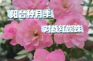 红蜘蛛侵袭玫瑰花叶子怎么办？（有效防治方法与注意事项）