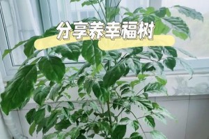 幸福树秋天养护全攻略（打造茂盛的幸福树秋季养护法）