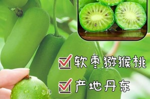 软枣可以带皮吃吗？——带皮吃软枣的优缺点剖析（软枣带皮吃的好处与坏处，帮你科学地享受软枣的美味）