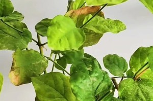 茉莉花叶子发干枯萎的利用之道（以茉莉花叶子为材料，打造独特创意手工艺品）