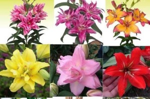 四季百合花盆栽的养殖技巧（掌握关键步骤，打造美丽花园）