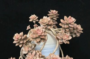 探秘姬胧月老庄的养生之道（揭秘姬胧月老庄的养生秘籍，教你如何养生养性）