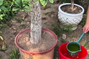桂花摘下后如何养活它？（细心呵护，让桂花继续绽放）