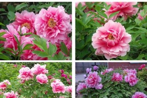 秋天牡丹之美——花香四溢的季节（秋日牡丹开放的精彩景象）