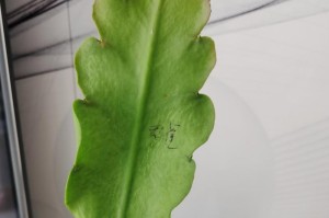 以荷花令箭种子的获取与繁育之道（探寻荷花令箭种子的神秘密码，种出绚丽的花海）