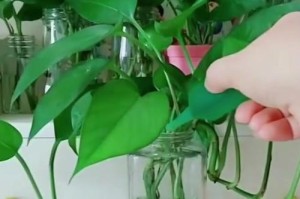 以绿如怎么水养（打造绿色家居，从植物养护开始）