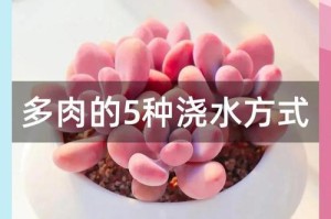 阳台养多肉的浇水技巧（掌握适宜浇水的关键，让阳台上的多肉健康茁壮）