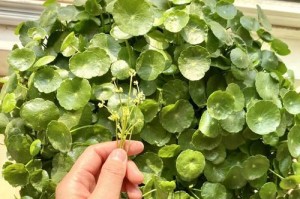 冬天如何种植铜钱草（铜钱草在冬季的种植技巧与注意事项）