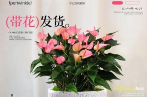 冬季如何养护粉掌