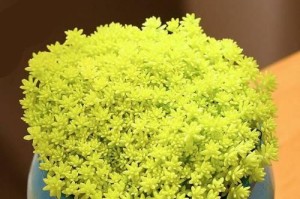 多肉黄金万年草花语之美丽与坚韧（探索黄金万年草的花语之旅）