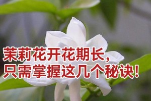 如何让茉莉开的花更多（探索茉莉开花的关键因素和培育技巧）