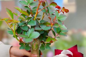 玫瑰植物养殖方法详解（如何成功种植健康美丽的玫瑰花）