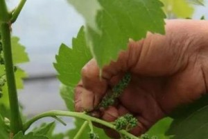 葡萄繁殖技术的探索与实践（以种植方式和嫁接技术为例分析葡萄繁殖关键）