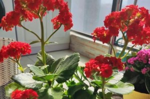 长寿花种植指南（掌握适宜土壤，让长寿花长势更旺！）