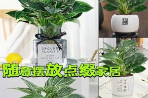 以金钻蔓绿绒养殖方法全解析（打造美丽绿色家园，金钻蔓绿绒养殖技巧大揭秘）