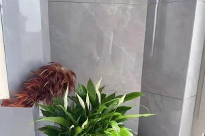 土培红掌老化长气根处理方法（教你如何有效处理土培红掌老化长气根）