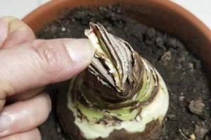 怎样正确浇水以朱顶红（朱顶红的浇水技巧及注意事项）