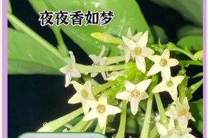 冬天如何养护以夜来香（细说以夜来香冬季养护的关键）