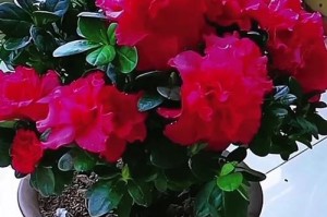室内杜鹃的正确浇水方法（如何给室内杜鹃提供适当的水分？）