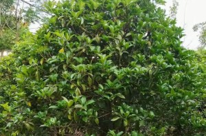 桂花苗木的水肥管理（打造茂盛的桂花苗木的关键）
