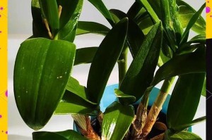 以石斛怎么养殖（全面了解石斛的种植要点，让你成功养殖！）