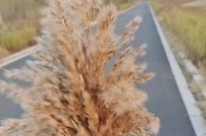 芦苇穗的开花过程及关键因素（探秘芦苇穗的花开奥秘，揭开其关键发育因素）