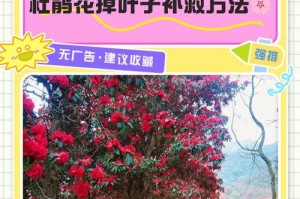 杜鹃花新长叶发黄的原因及解决方法